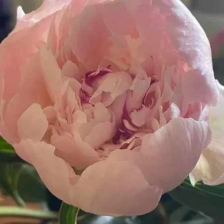 Bed & Breakfast Fresquet Cherbourg-en-Cotentin