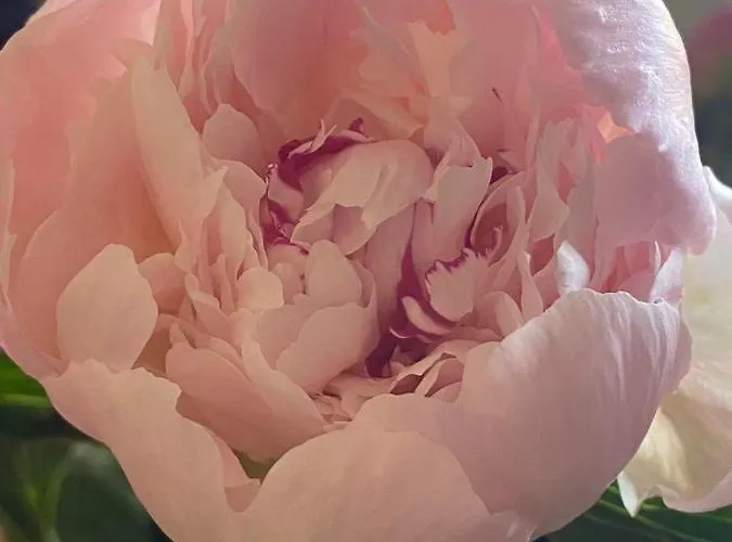 Bed & Breakfast Fresquet Cherbourg-en-Cotentin